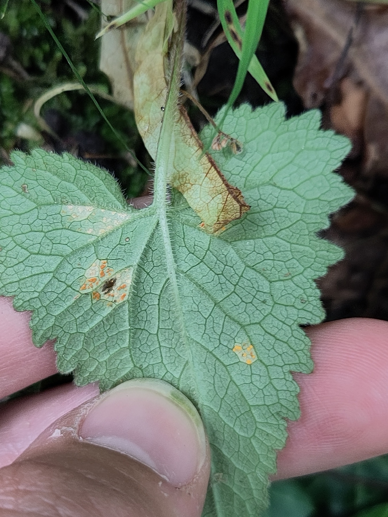 Coleosporium campanulae (Coleosporium campanulae)