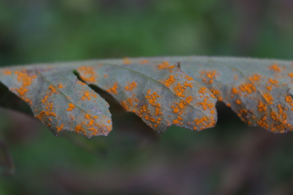 Coleosporium tussilaginis (Coleosporium tussilaginis)
