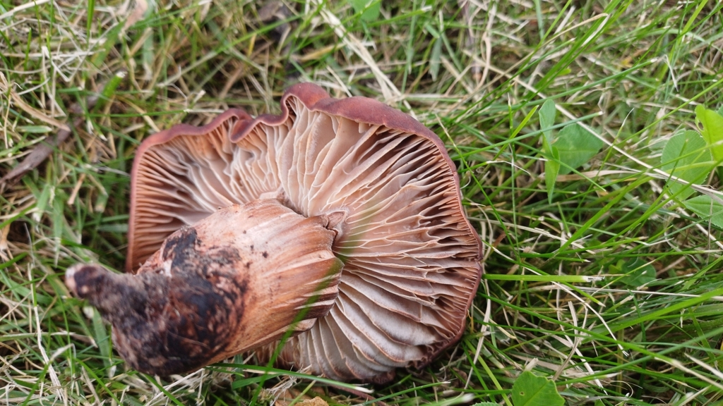 Collybie à pied en fuseau (Gymnopus fusipes)
