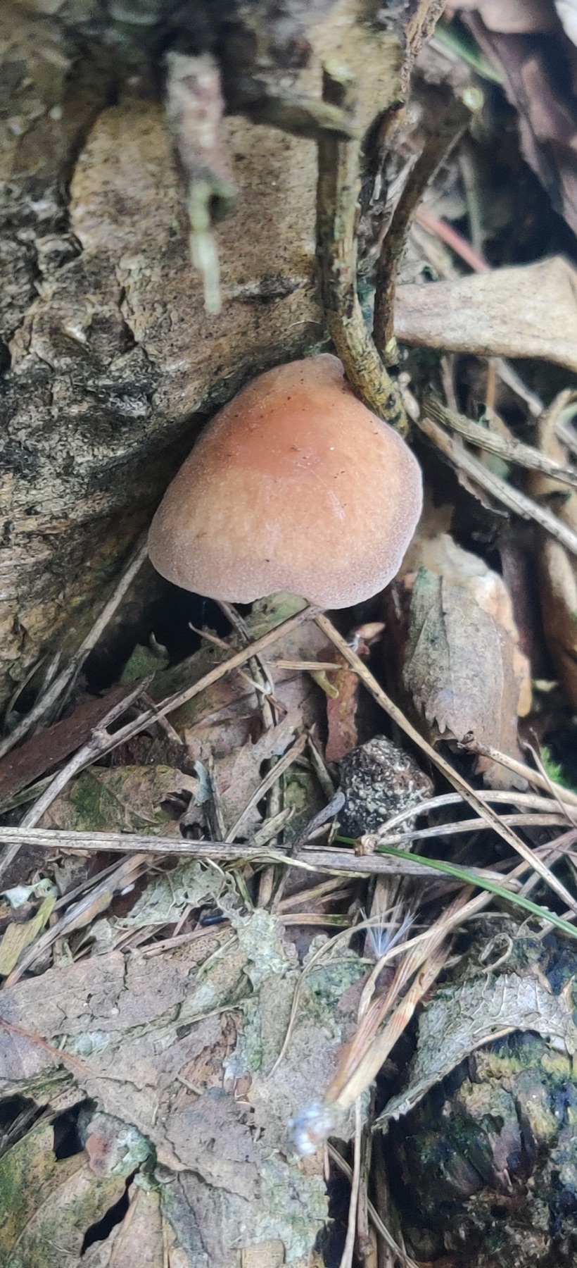 Collybie à pied rouge (Gymnopus erythropus)