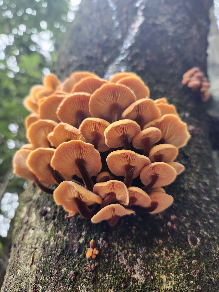 Collybie à pied velouté (Flammulina velutipes)