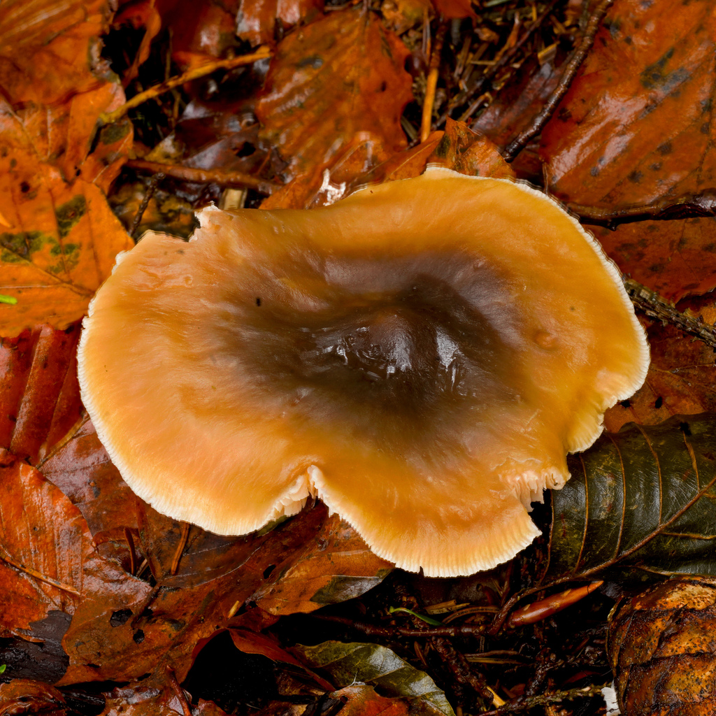 Collybie beurrée (Rhodocollybia butyracea)