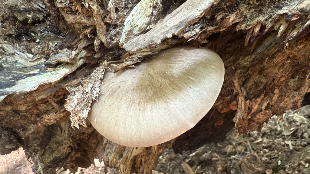 Collybie de Rodman (Megacollybia rodmanii)