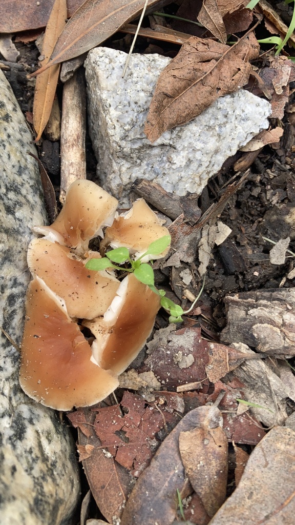Collybie des chênes (Gymnopus dryophilus)
