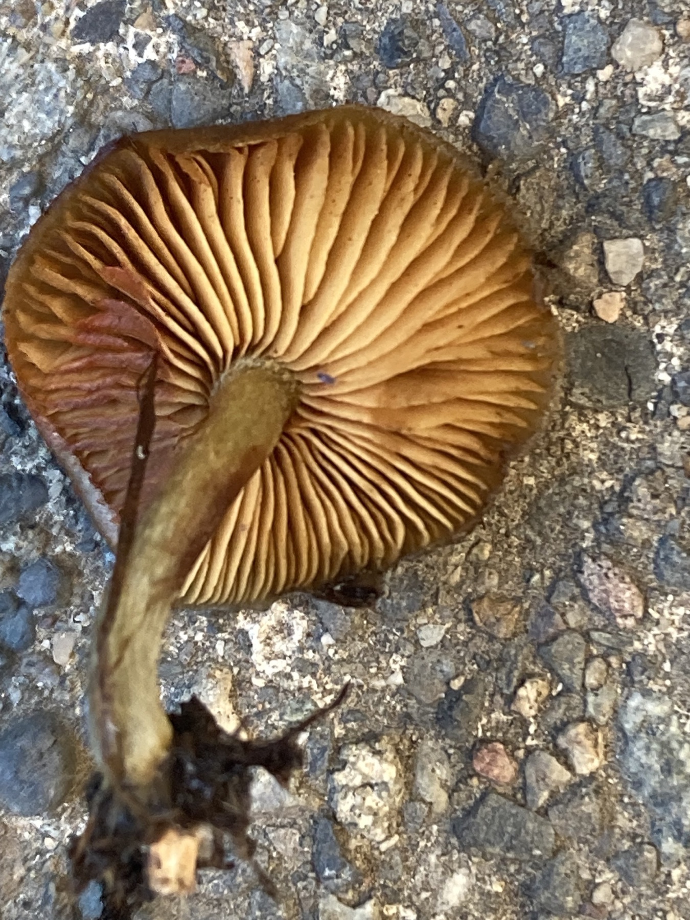 Collybie jaune olivacé (Callistosporium luteo-olivaceum)