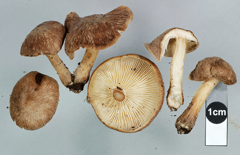 Collybie luxuriante (Collybiopsis luxurians)