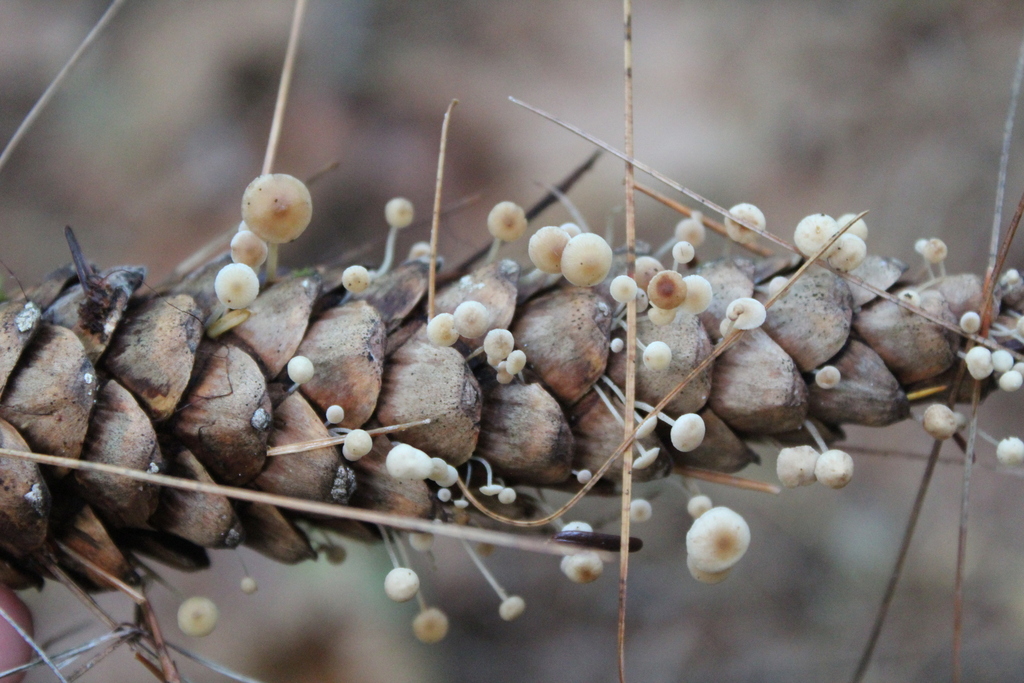 Collybie queue de souris (Baeospora myosura)