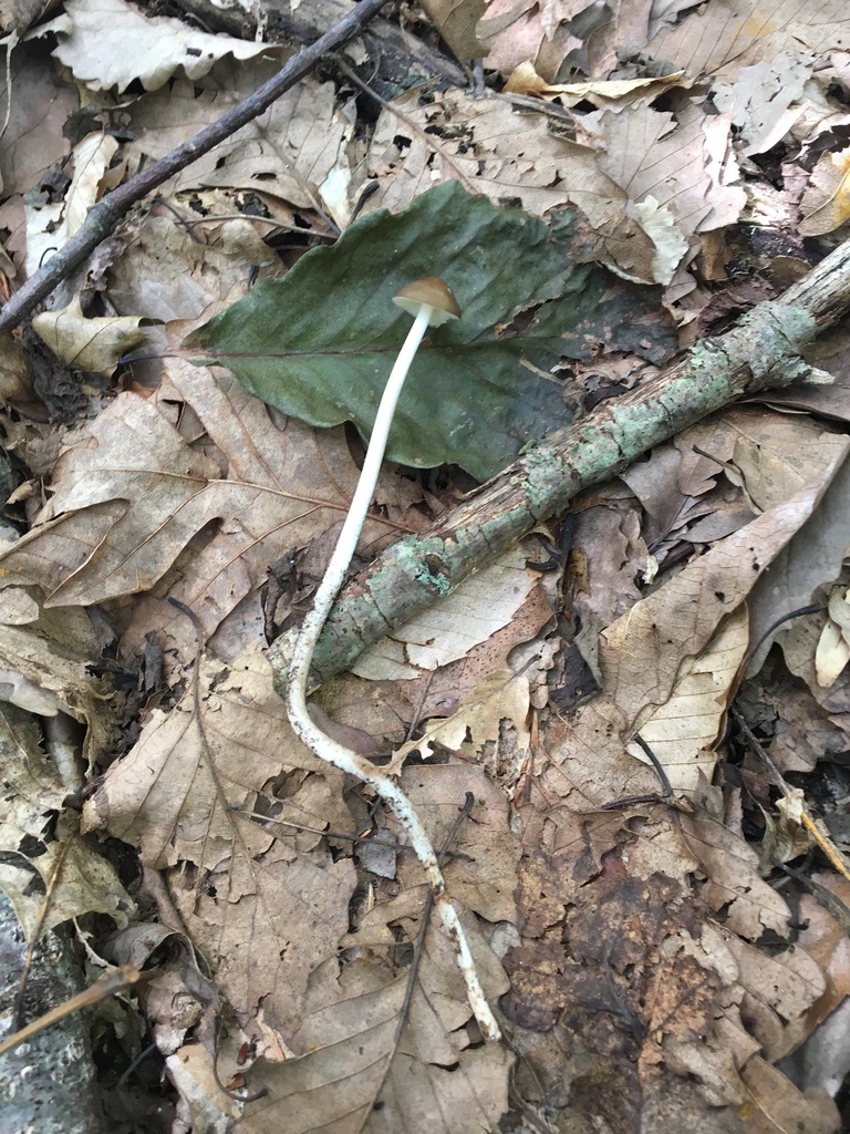 Collybie radicante (Hymenopellis radicata)