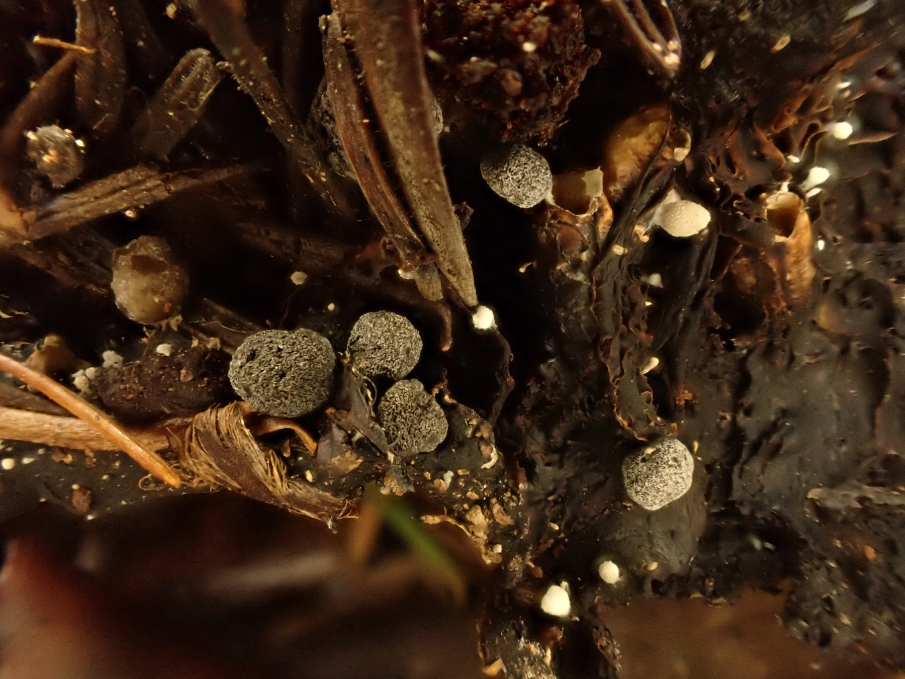Collybie rameuse (Dendrocollybia racemosa)