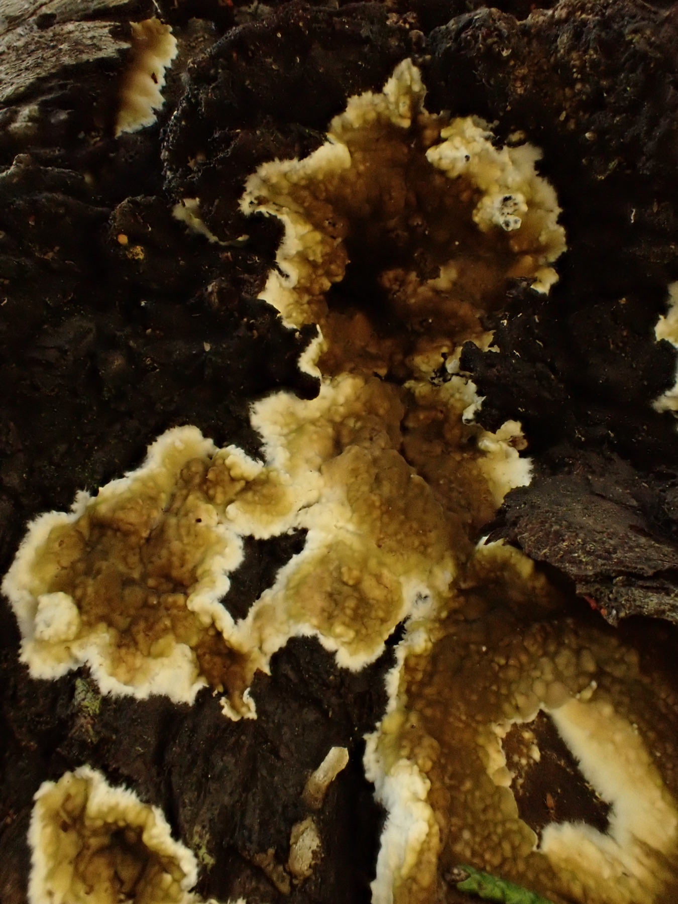 Coniophore des caves (Coniophora puteana)