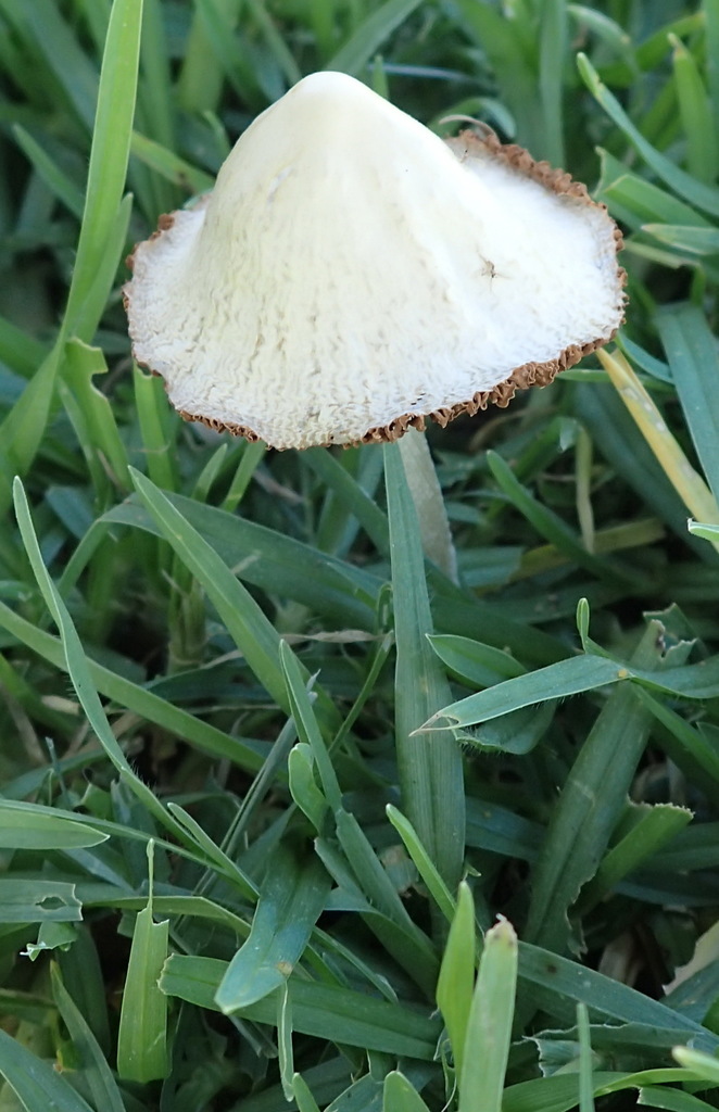 Conocybe à pied blanc (Conocybe apala)