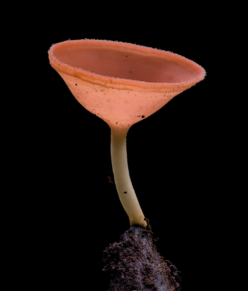Cookeina speciosa (Cookeina speciosa)
