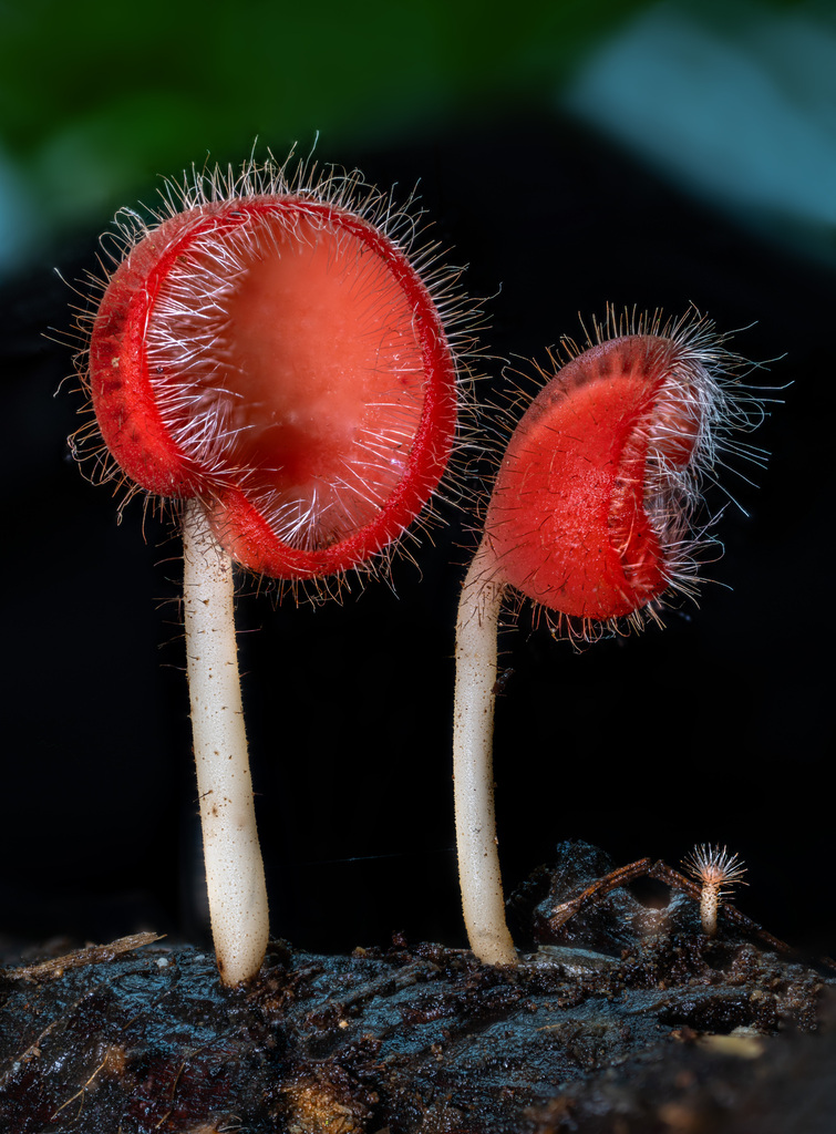 Cookeina tricholoma (Cookeina tricholoma)