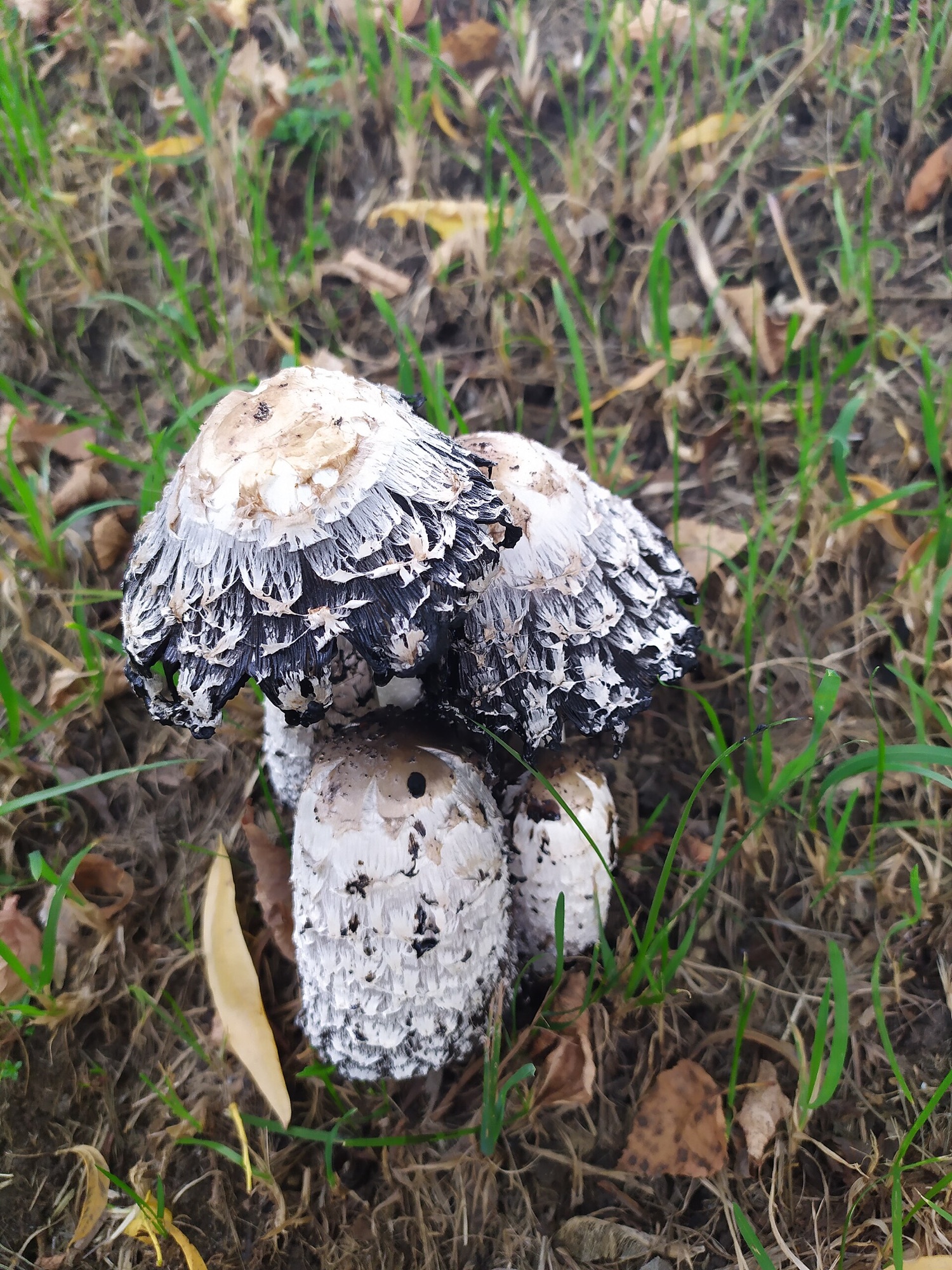 Coprin chevelu (Coprinus comatus)