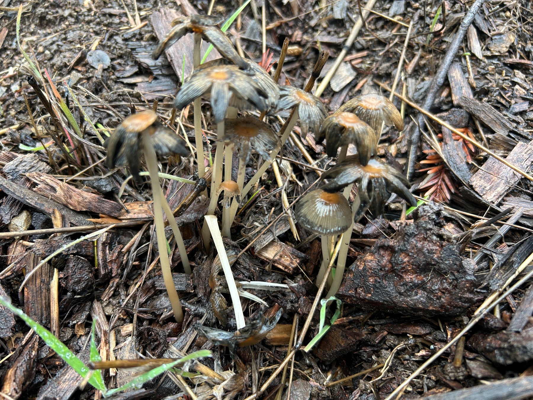 Coprin doré (Parasola auricoma)