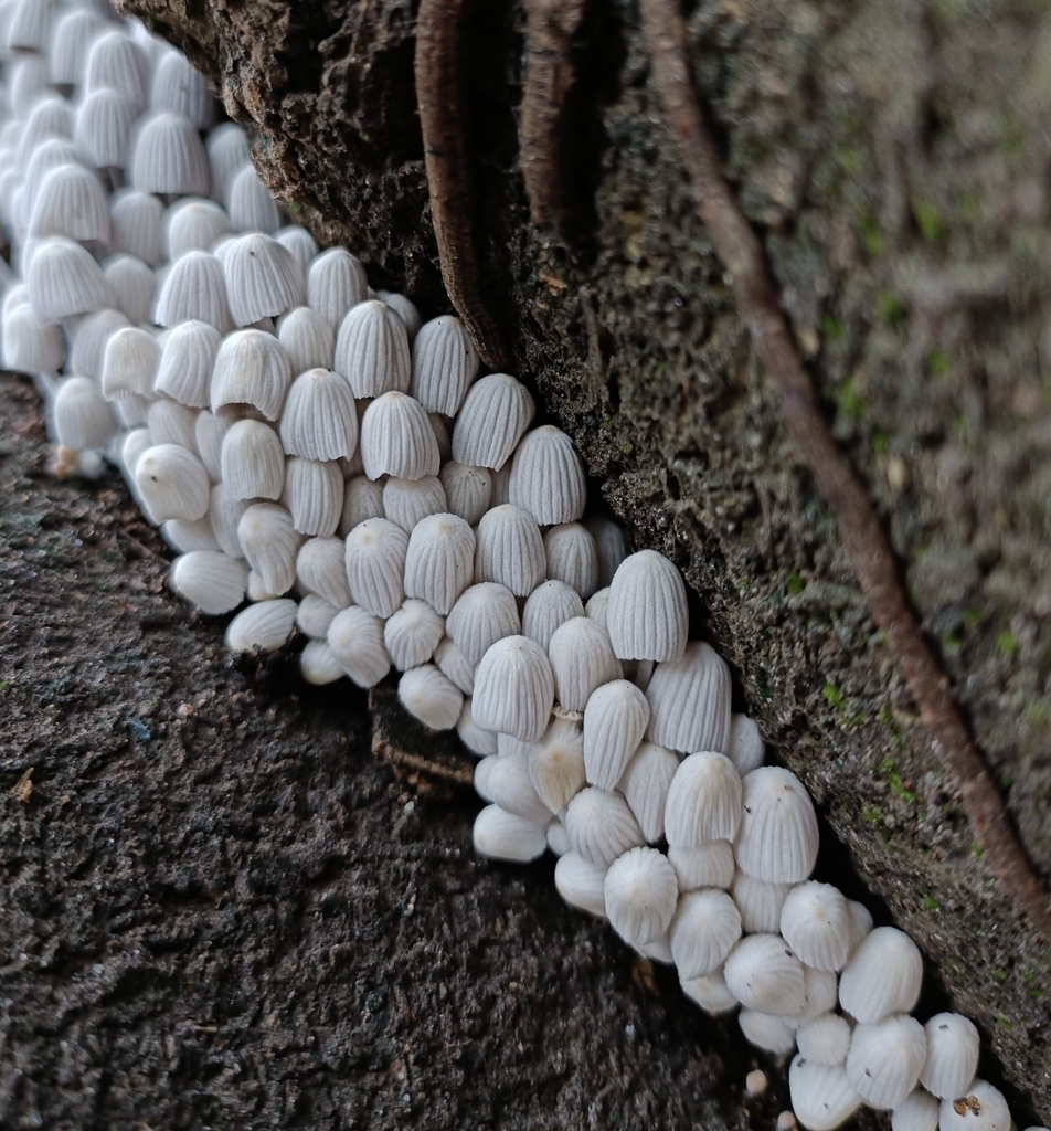 Coprin grégaire (Coprinellus disseminatus)