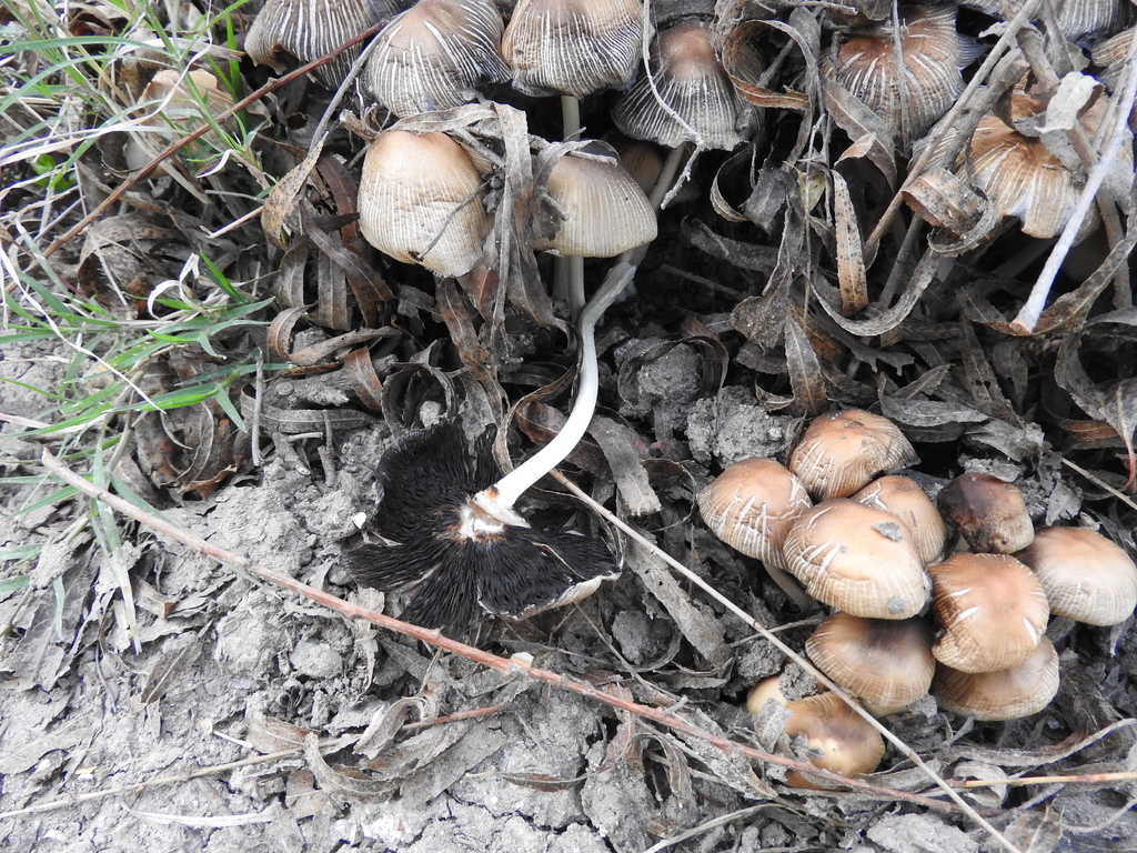 Coprin micacé (Coprinellus micaceus)