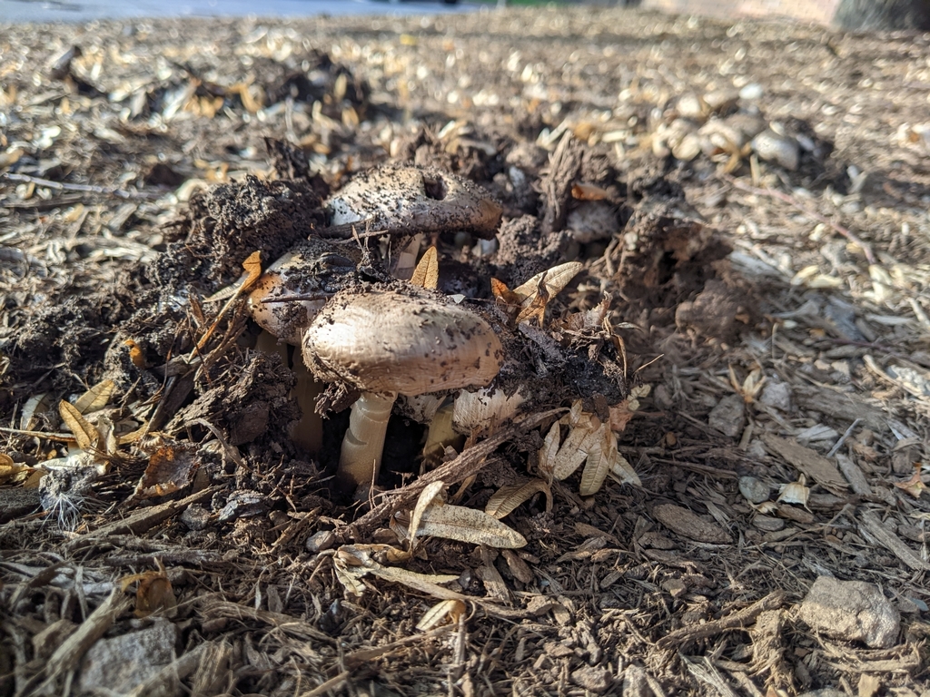 Coprin noir d’encre (Coprinopsis atramentaria)
