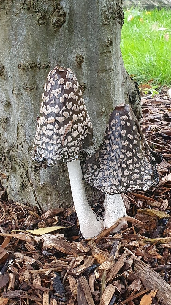 Coprin pie (Coprinopsis picacea)
