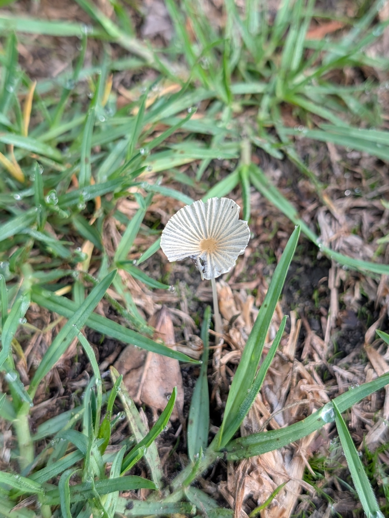 Coprin plissé (Parasola plicatilis)