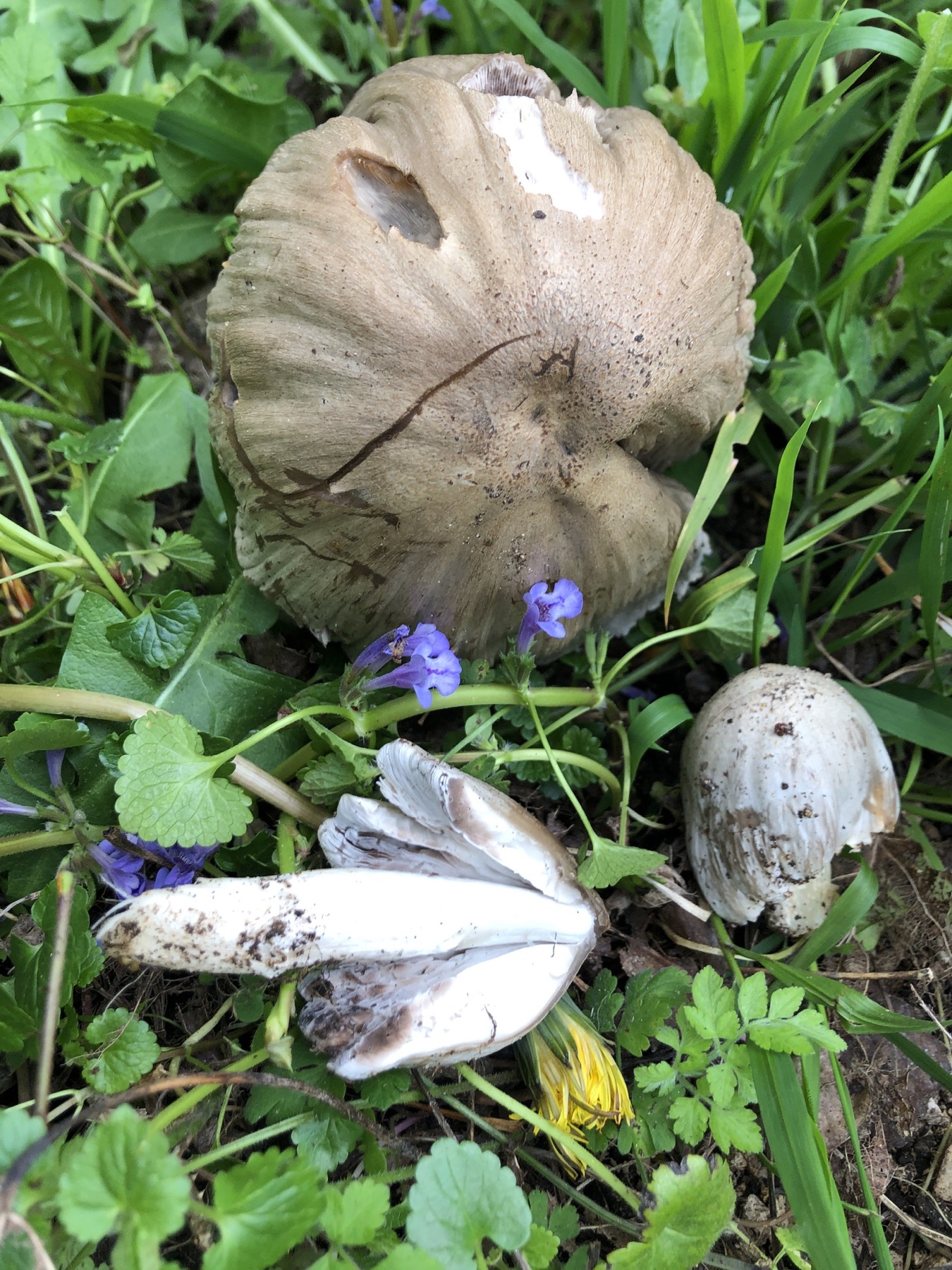 Coprin squamuleux (Coprinopsis romagnesiana)