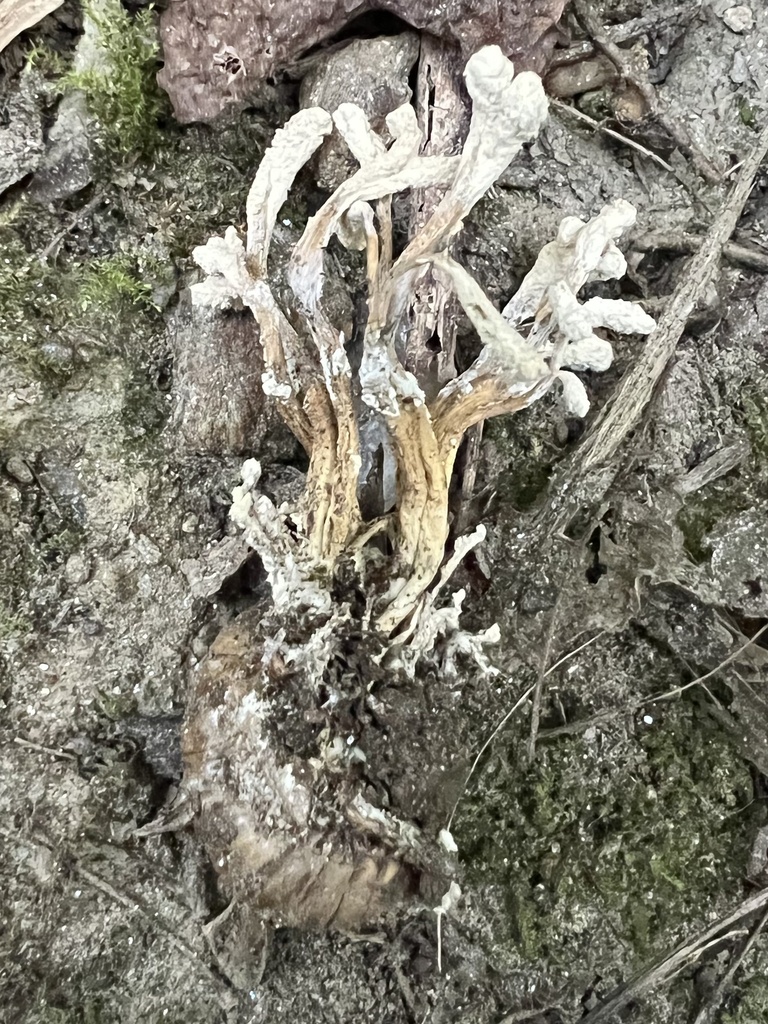Cordyceps des cigales (Cordyceps cicadae)