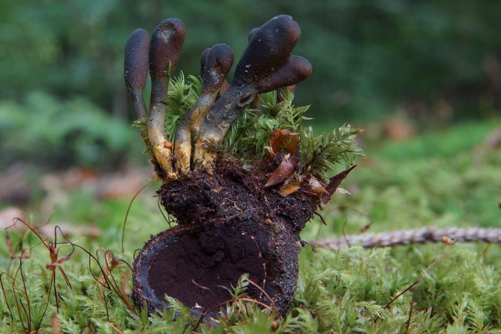 Cordyceps faux-ophioglosse (Tolypocladium ophioglossoides)