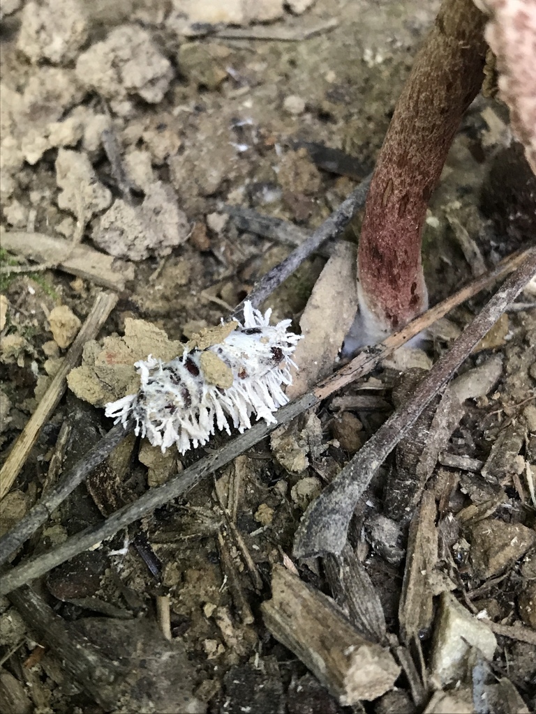 Cordyceps fumosé (Cordyceps fumosorosea)