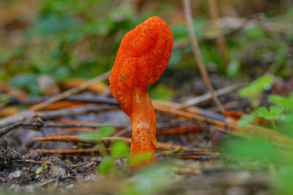 Cordyceps militaire (Cordyceps militaris)