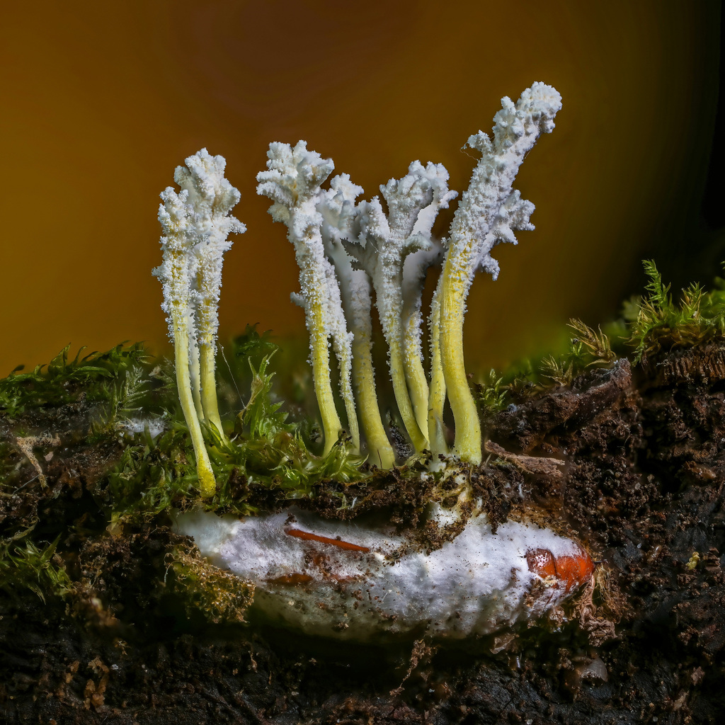 Cordyceps tenuipes (Cordyceps tenuipes)