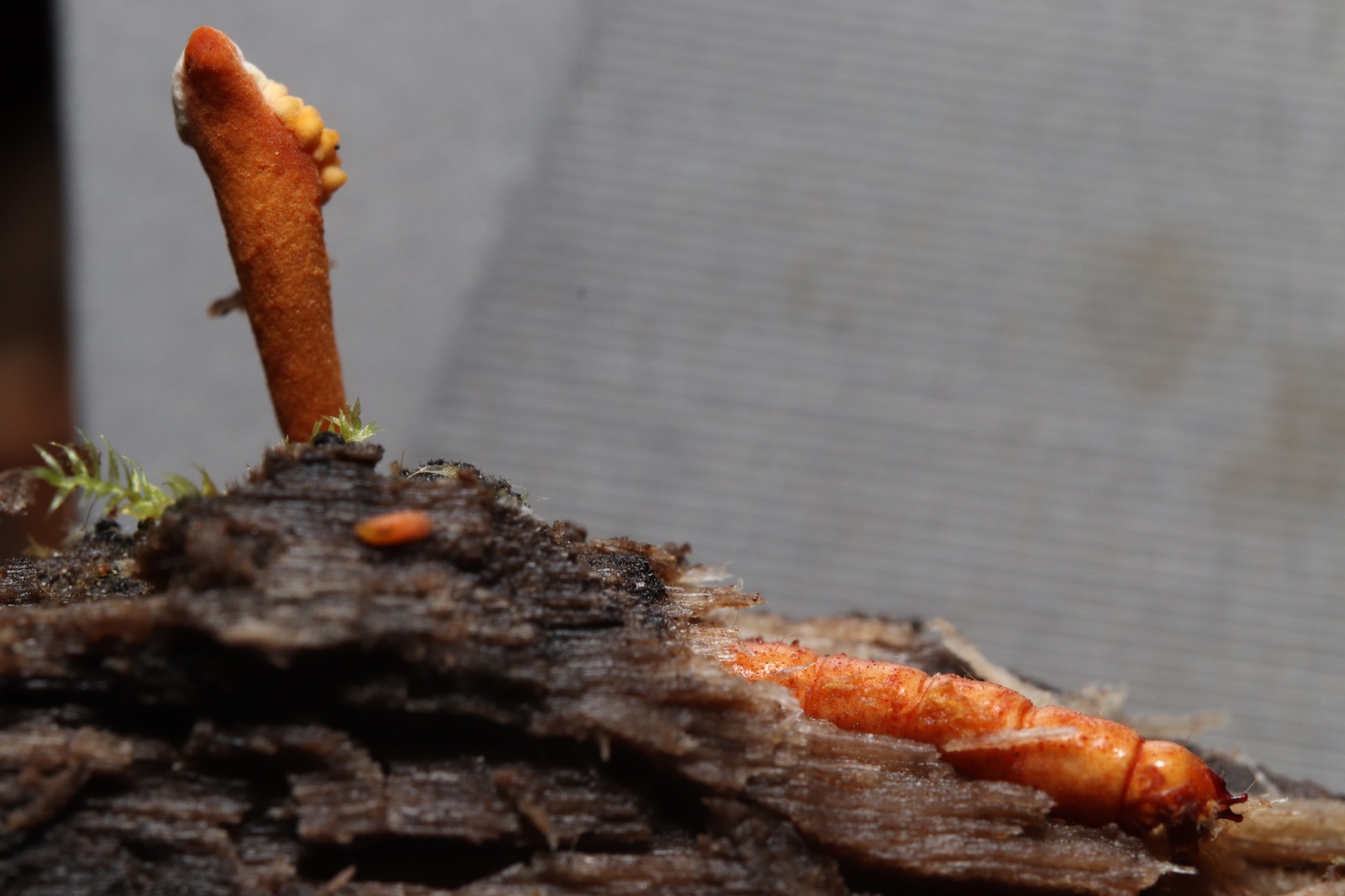 Cordyceps variable (Ophiocordyceps variabilis)