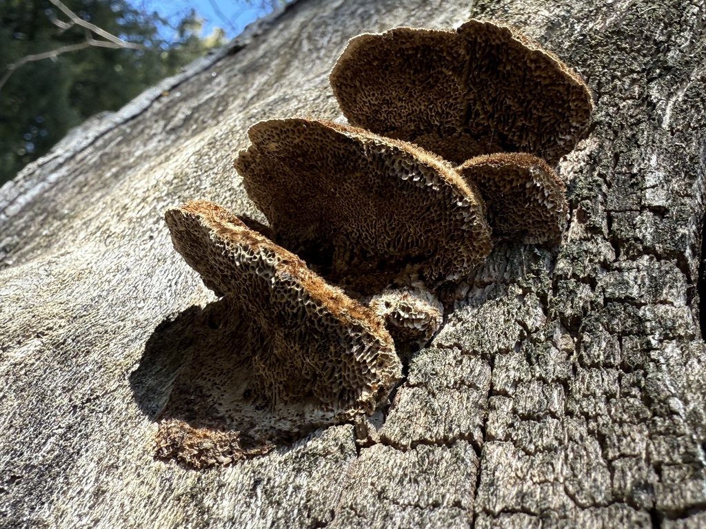 Coriolopsis de Gaule (Coriolopsis gallica)