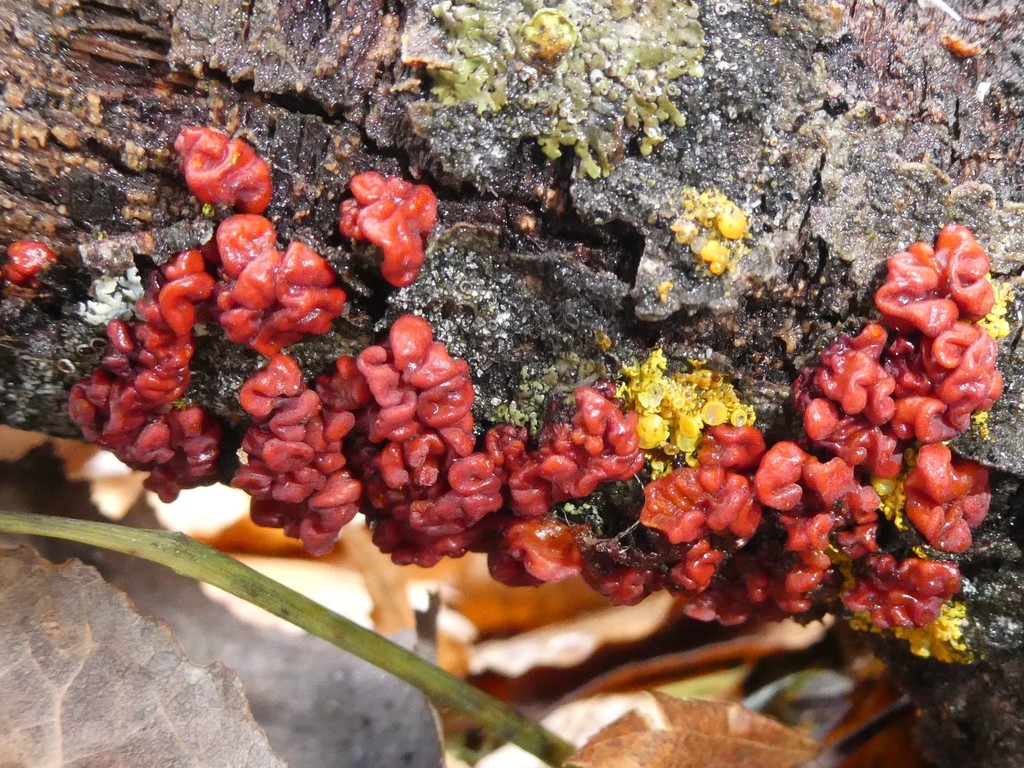 Corticie rouge (Peniophora rufa)