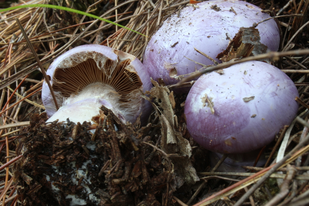 Cortinaire à odeur de poire (Cortinarius traganus)