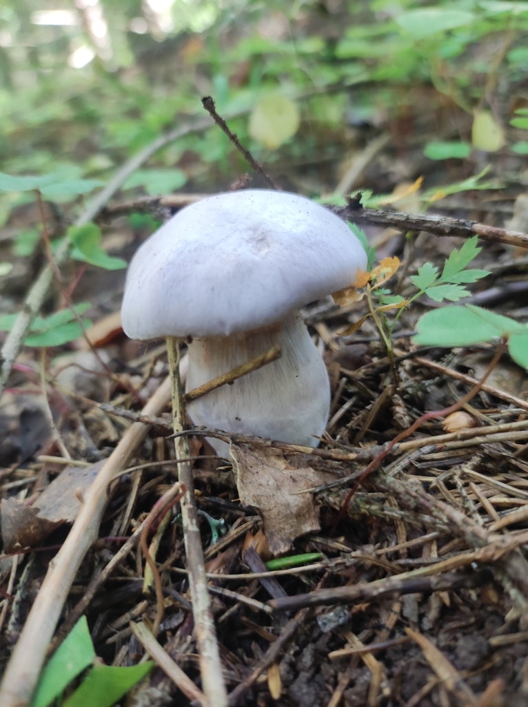 Cortinaire blanc-violet (Cortinarius alboviolaceus)