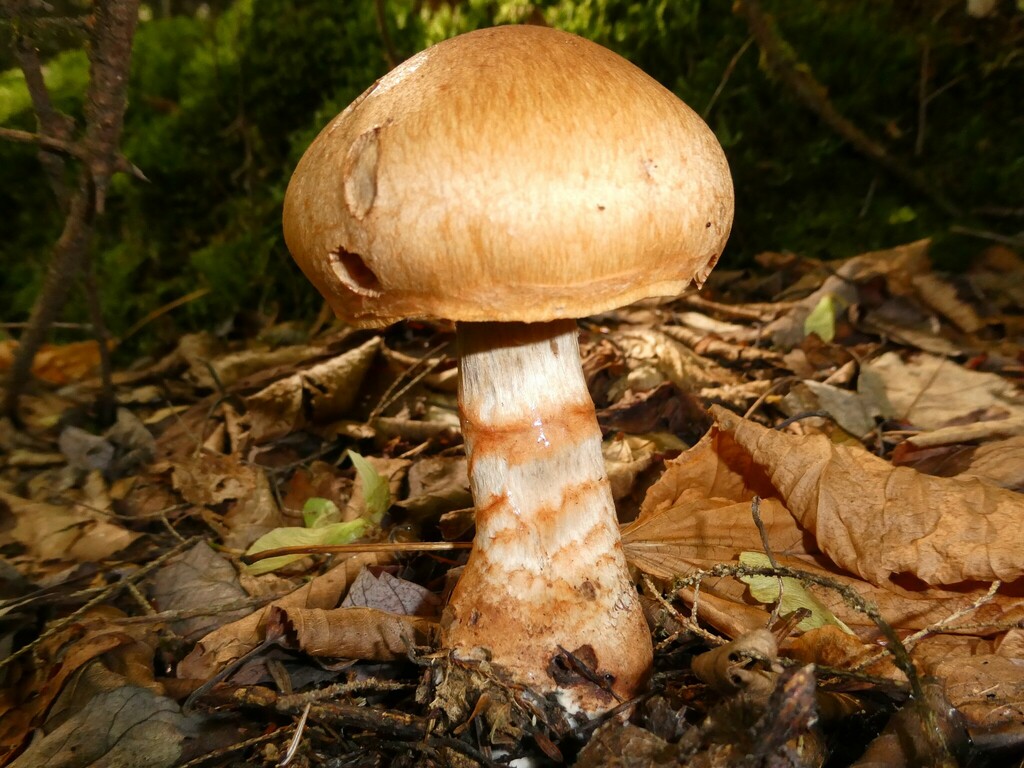 Cortinaire bracelet (Cortinarius armillatus)
