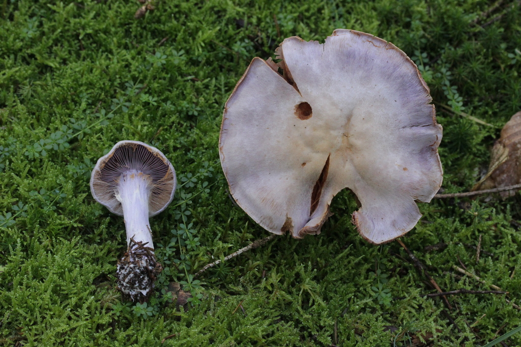Cortinaire camphré (Cortinarius camphoratus)