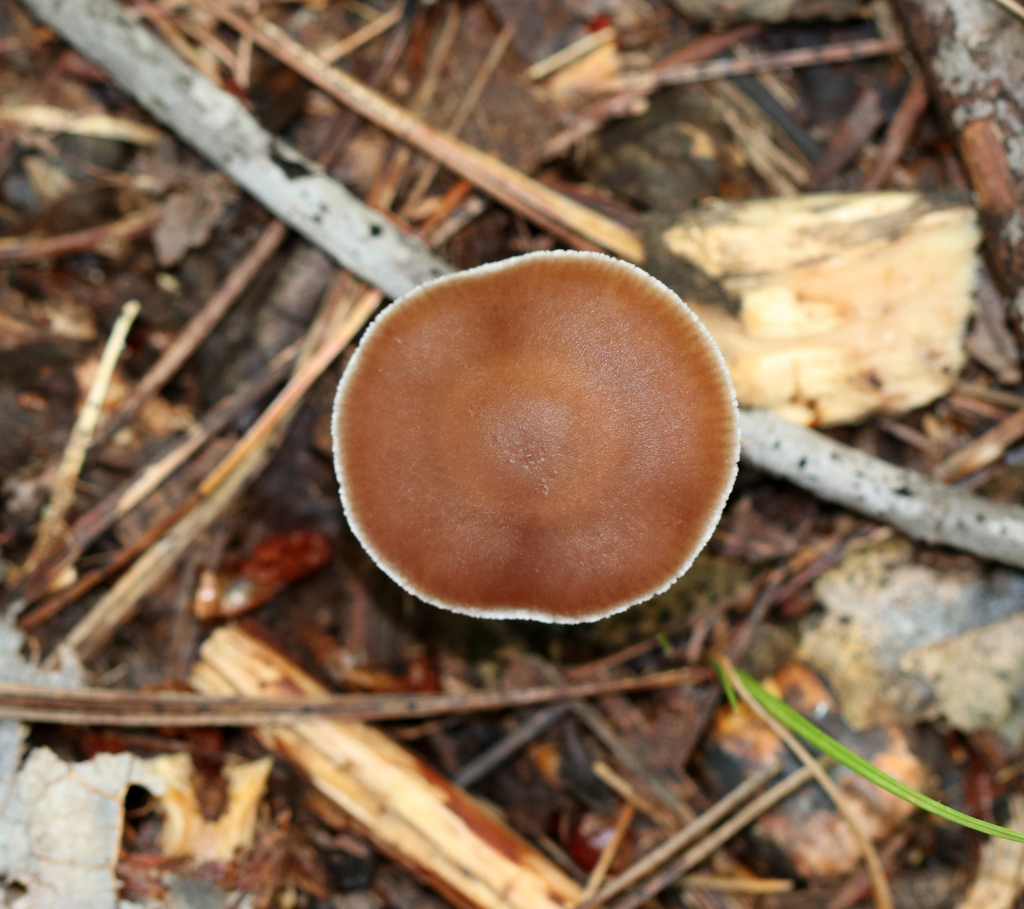 Cortinaire collant (Cortinarius collinitus)