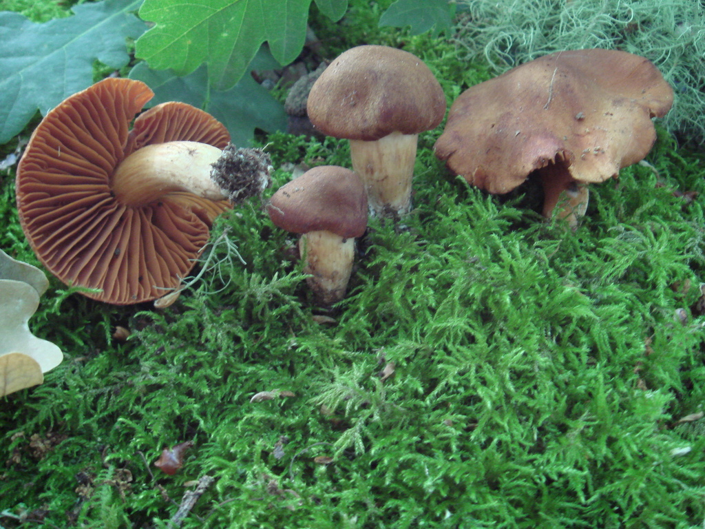 Cortinaire couleur de rocou (Cortinarius orellanus)