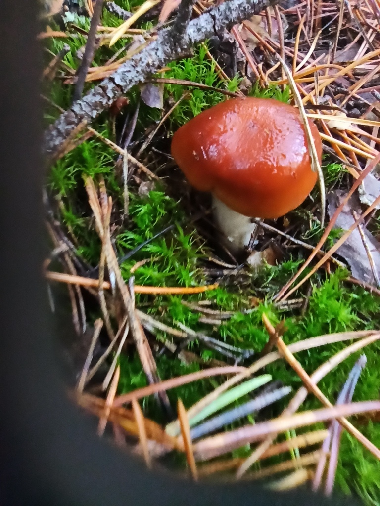 Cortinaire muqueux (Cortinarius mucosus)
