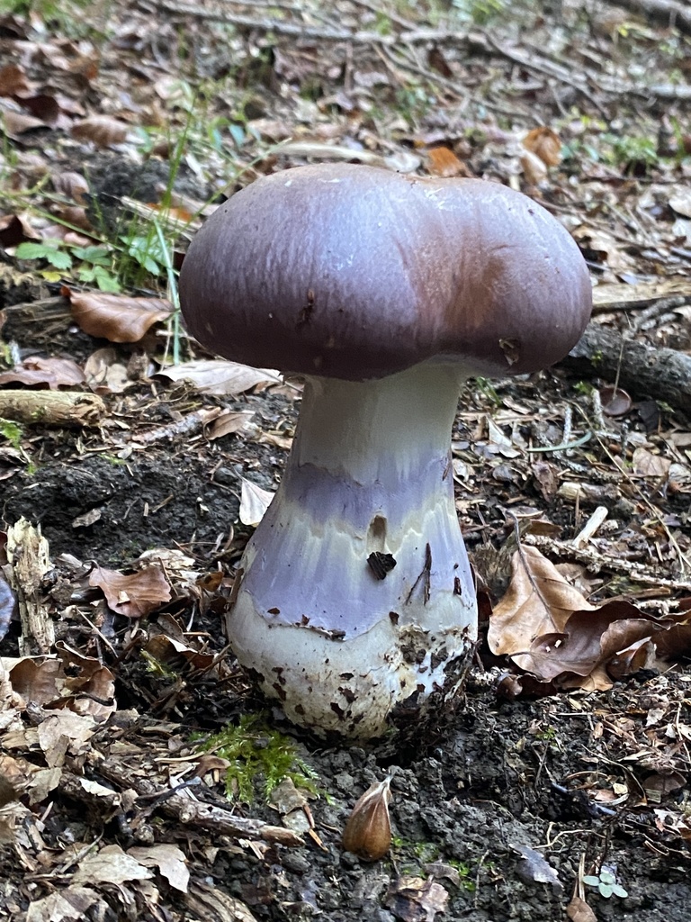 Cortinaire remarquable (Cortinarius praestans)