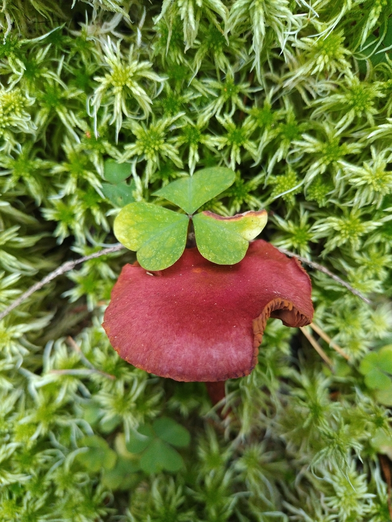 Cortinaire sanguin (Cortinarius sanguineus)
