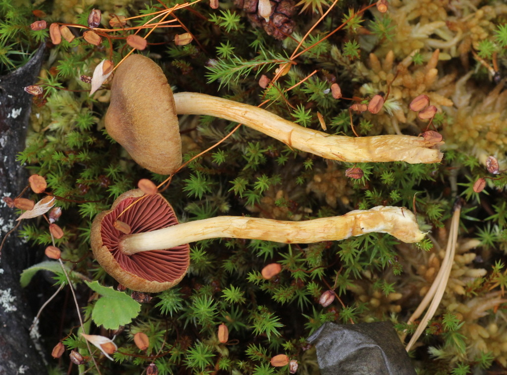 Cortinaire semi-sanguin (Cortinarius semisanguineus)
