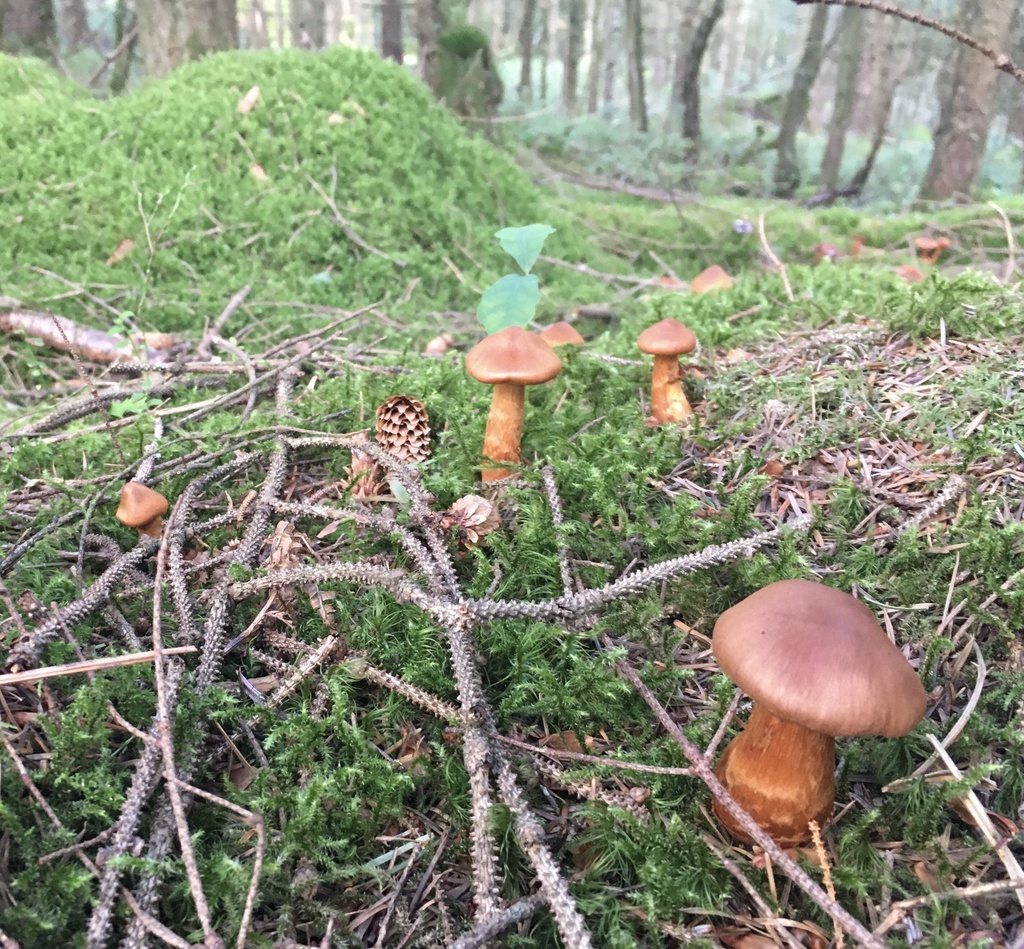 Cortinaire très joli (Cortinarius rubellus)