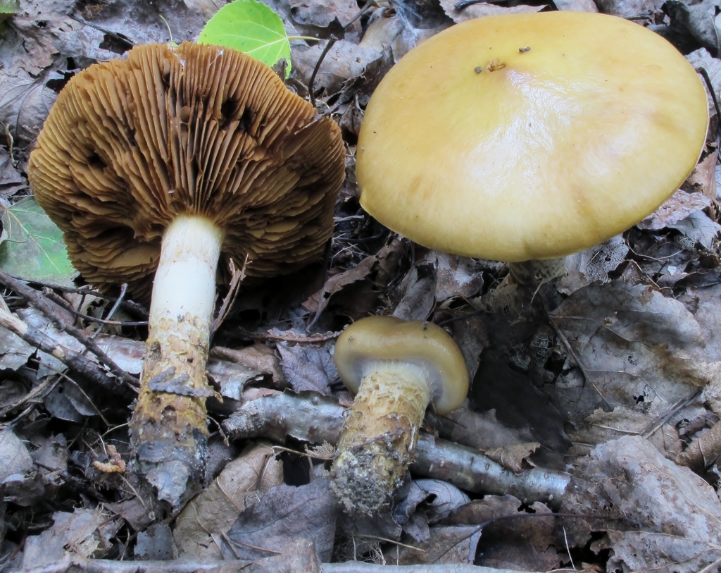 Cortinaire trivial (Cortinarius trivialis)