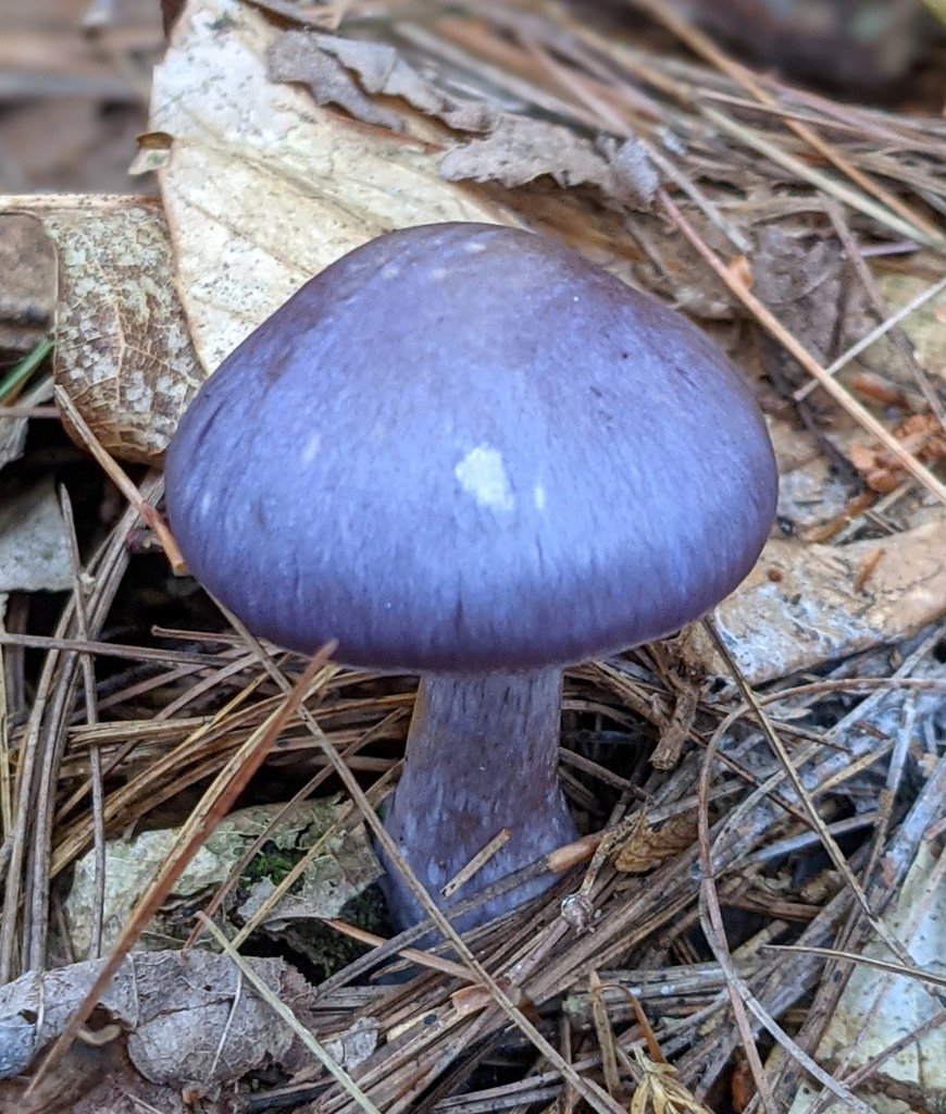Cortinaire violacé (Cortinarius iodes)