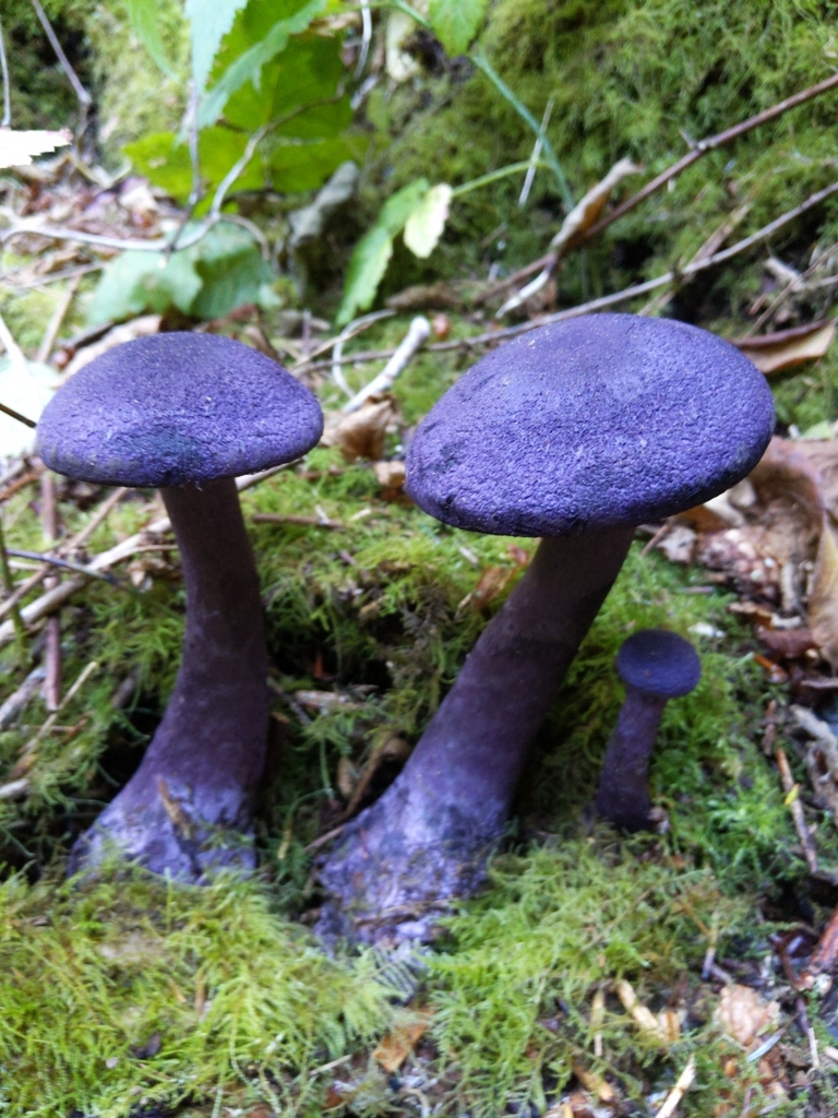 Cortinaire violet (Cortinarius violaceus)