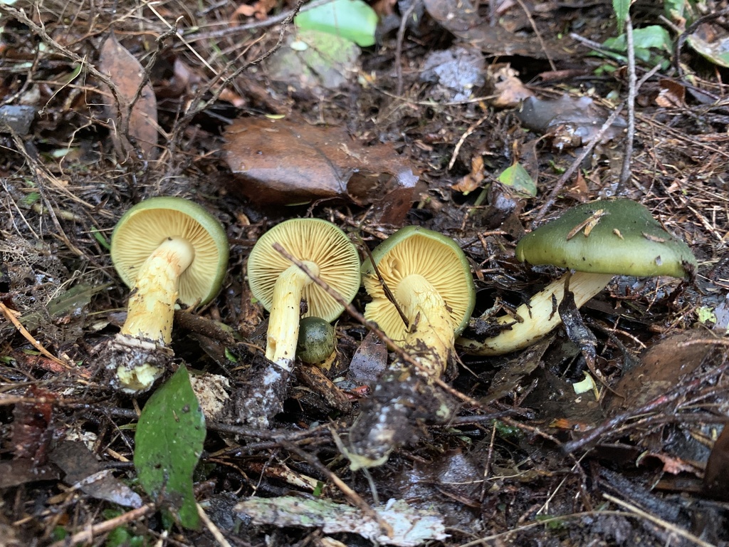 Cortinarius austrovenetus (Cortinarius austrovenetus)