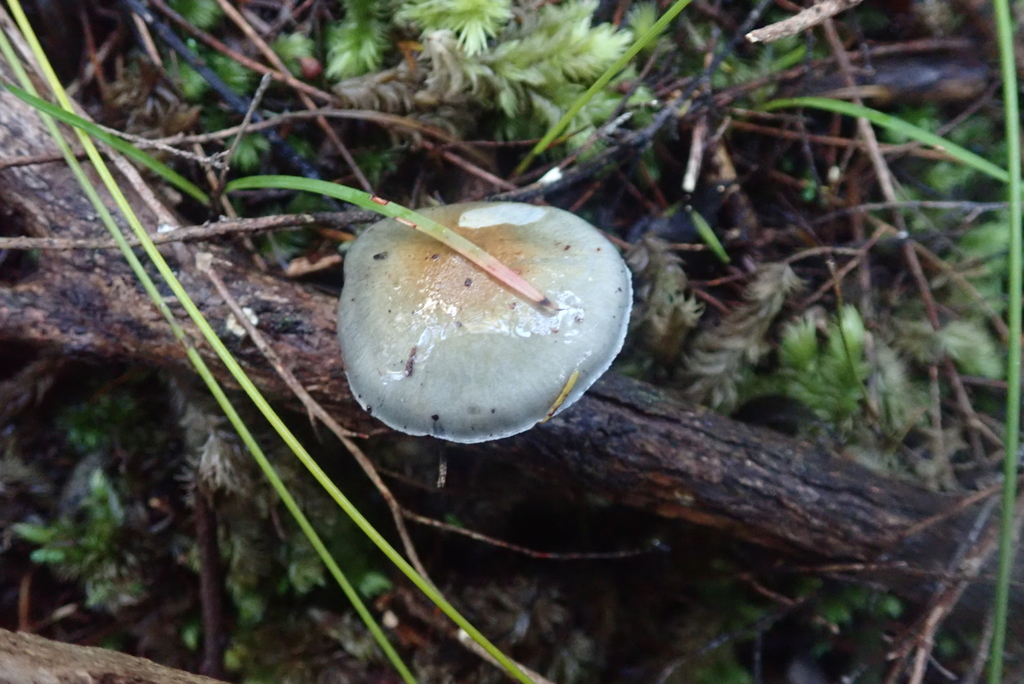 Cortinarius rotundisporus (Cortinarius rotundisporus)