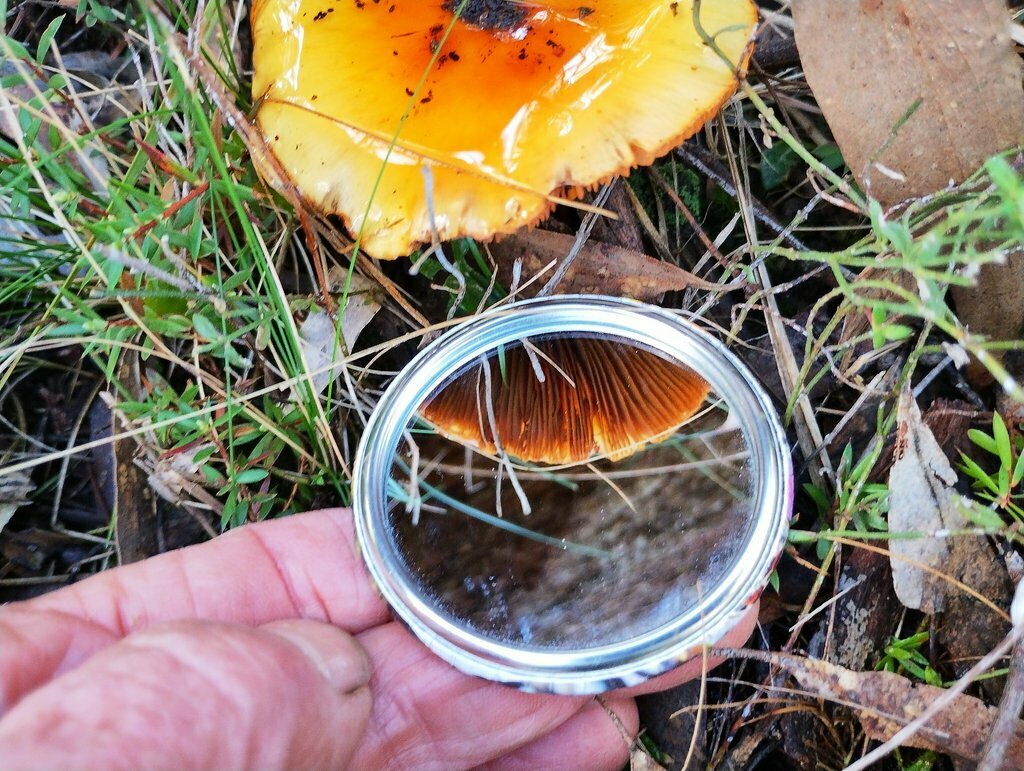 Cortinarius sinapicolor (Cortinarius sinapicolor)